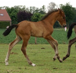 Afbeelding invoegen